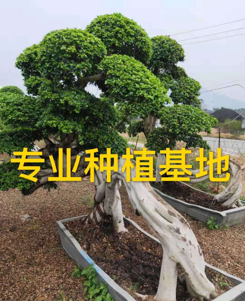 福建小叶榕基地龙形小叶榕桩景造型榕树桩漳州造型小叶榕直销