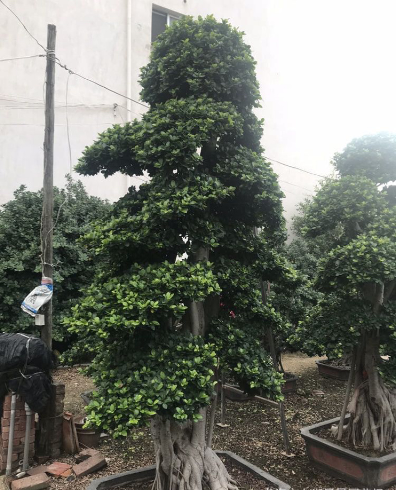 福建小叶榕基地龙形小叶榕桩景造型榕树桩漳州造型小叶榕直销
