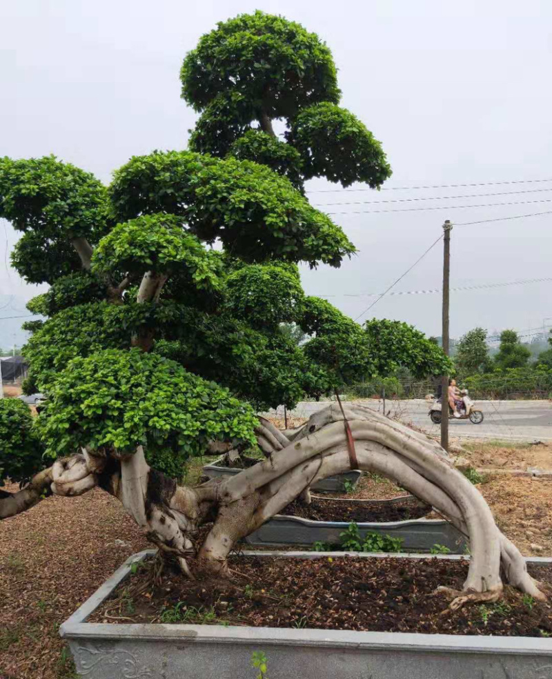 福建小叶榕基地龙形小叶榕桩景造型榕树桩漳州造型小叶榕直销