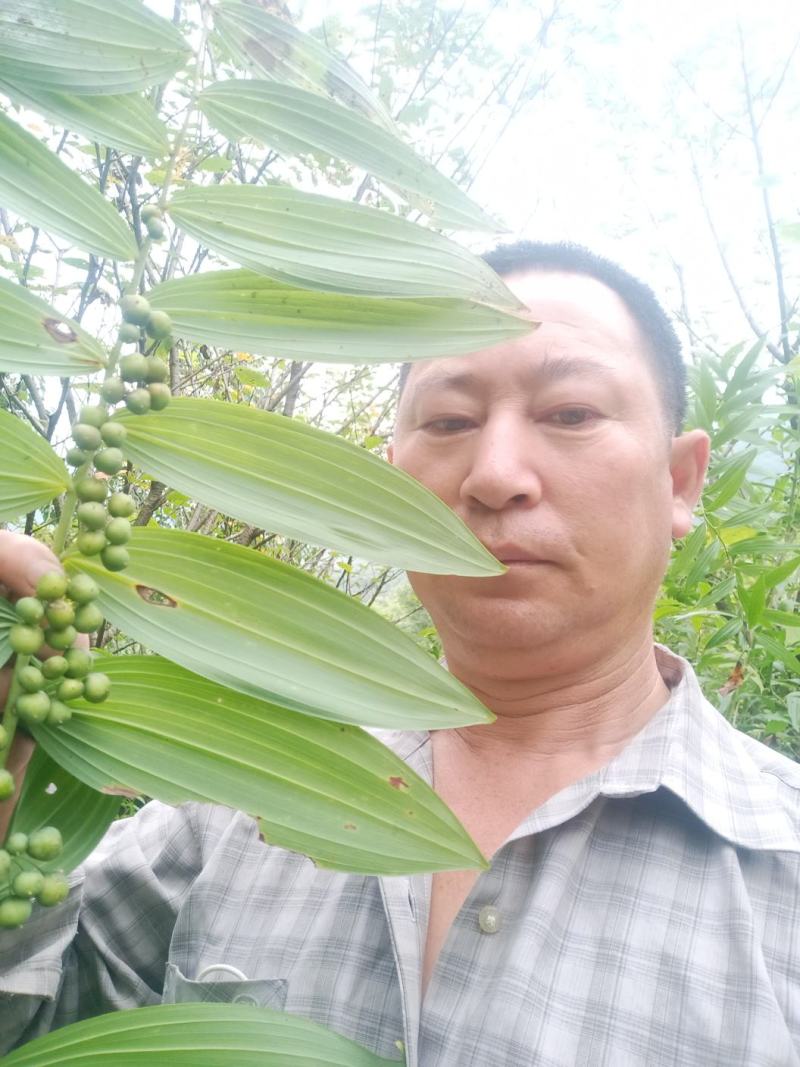 安徽九华山多花黄精种子