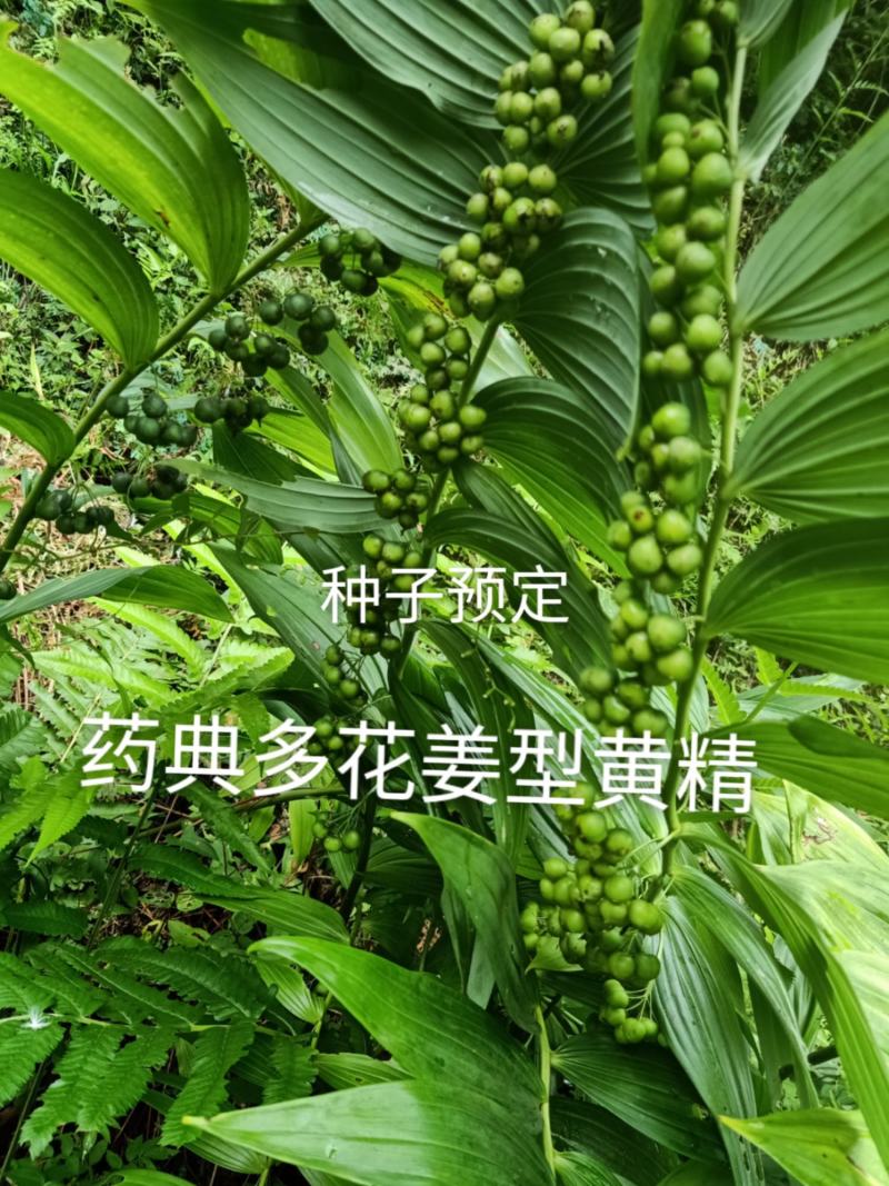 安徽九华山多花黄精种子