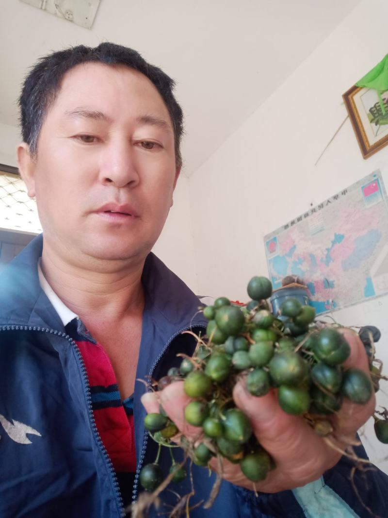 安徽九华山多花黄精种子