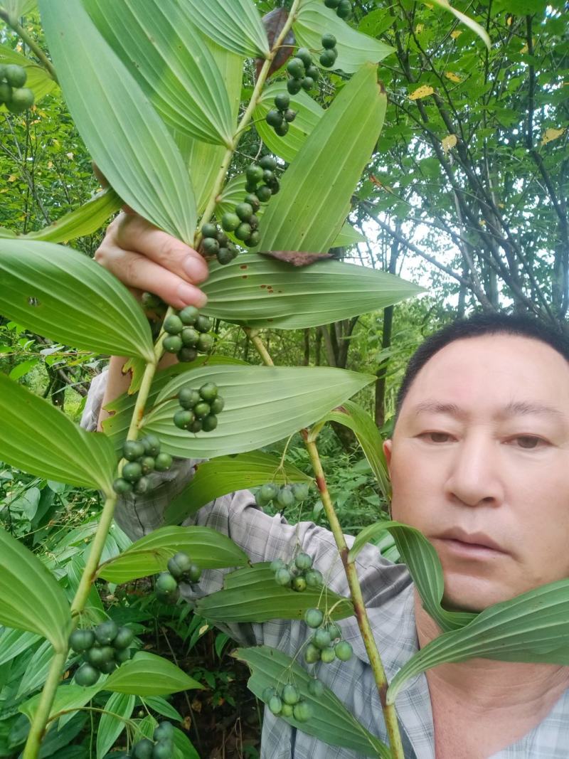 安徽九华山多花黄精种子