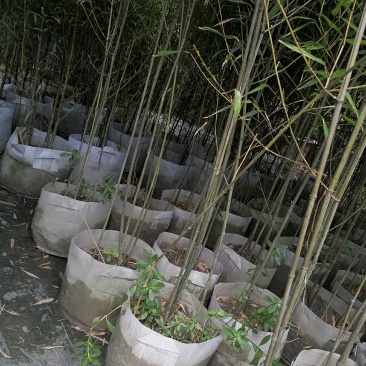 小青竹袋苗，高度2-3米，一盆3-5根。