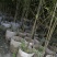 小青竹袋苗，高度2-3米，一盆3-5根。
