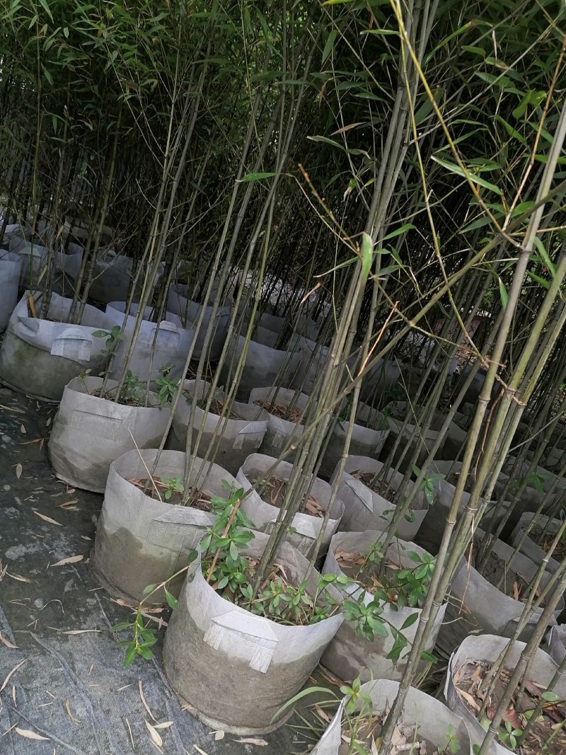 小青竹袋苗，高度2-3米，一盆3-5根。