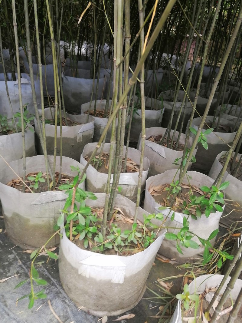 小青竹袋苗，高度2-3米，一盆3-5根。