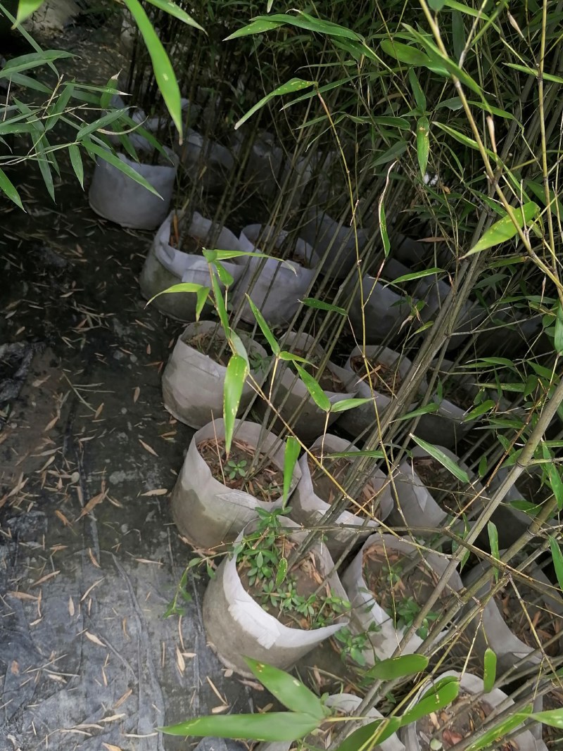 小青竹袋苗，高度2-3米，一盆3-5根。
