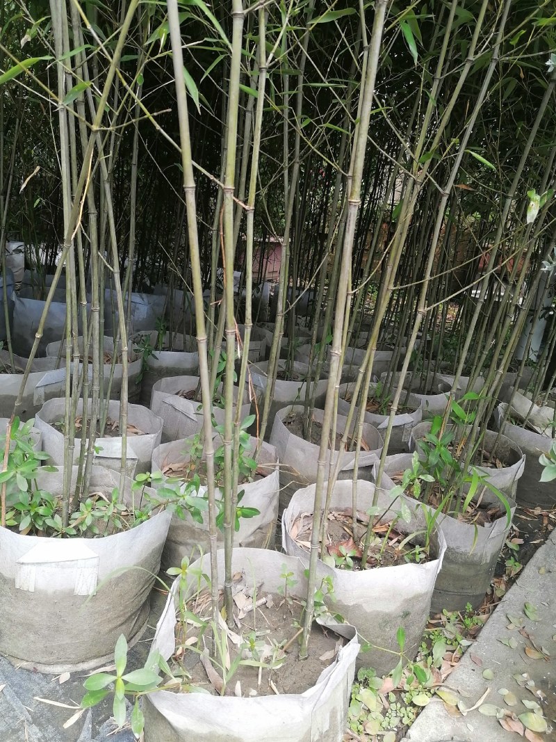 小青竹袋苗，高度2-3米，一盆3-5根。