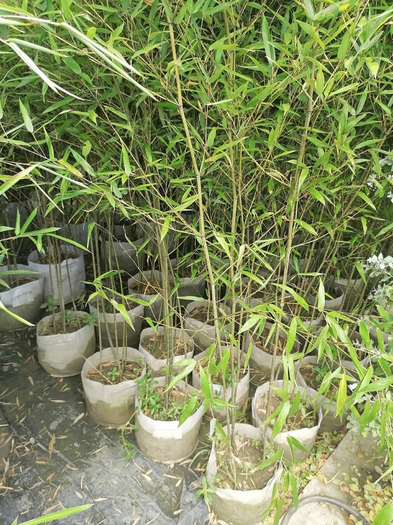 小青竹袋苗，高度2-3米，一盆3-5根。
