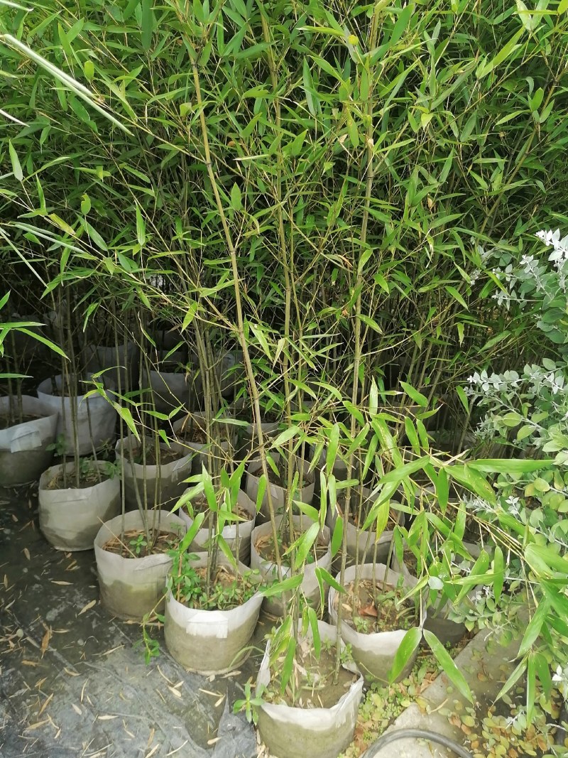 小青竹袋苗，高度2-3米，一盆3-5根。