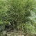小青竹袋苗，高度2-3米，一盆3-5根。