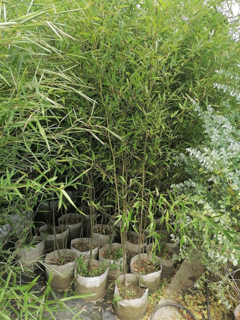 小青竹袋苗，高度2-3米，一盆3-5根。