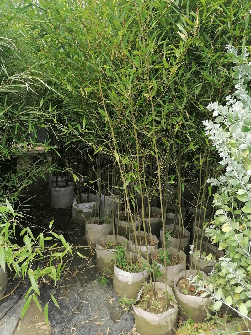 小青竹袋苗，高度2-3米，一盆3-5根。