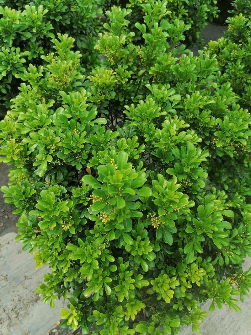 米兰袋苗，25袋，高度50-70公分，冠幅50-60公分