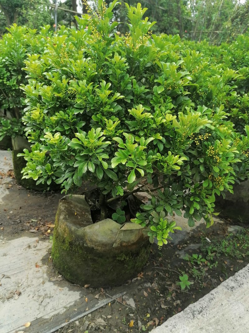 米兰袋苗，25袋，高度50-70公分，冠幅50-60公分