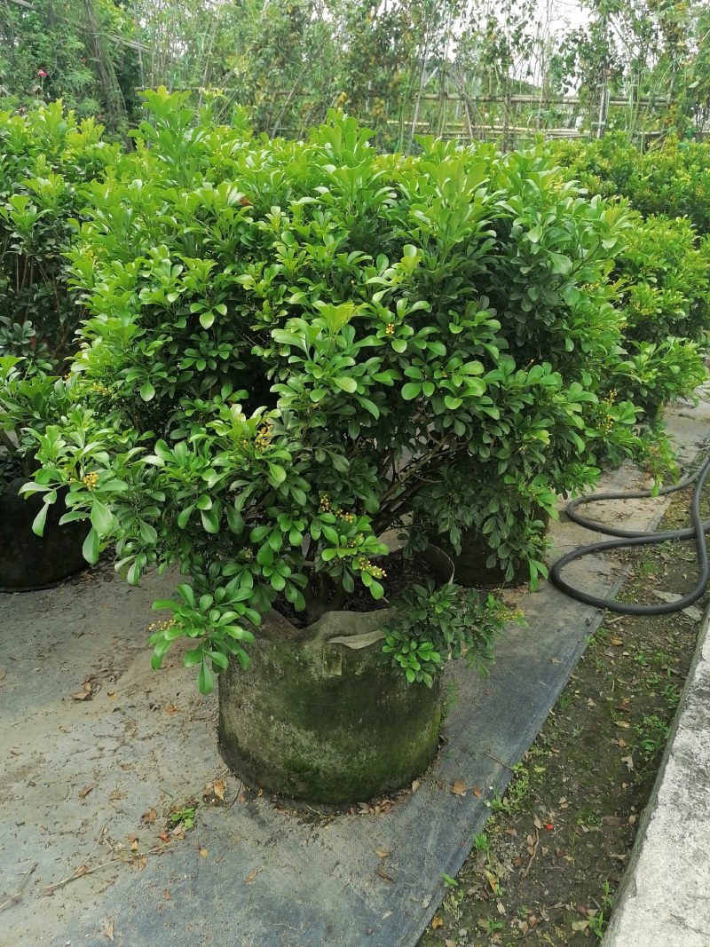 米兰袋苗，25袋，高度50-70公分，冠幅50-60公分