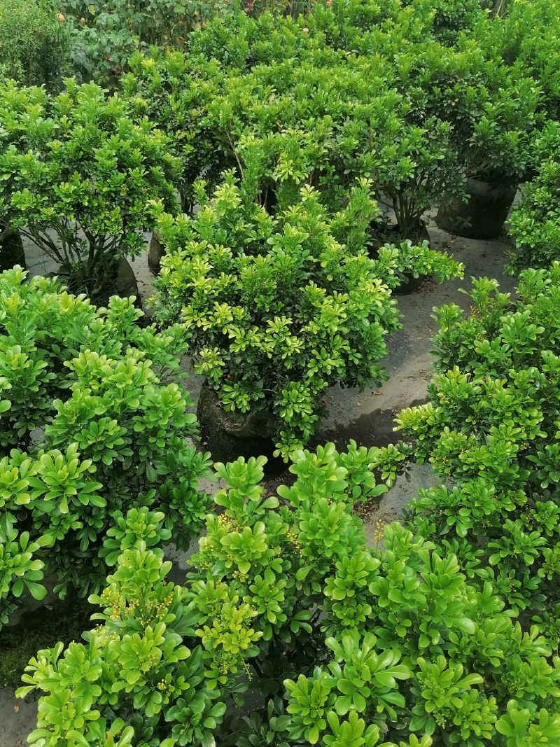 米兰袋苗，25袋，高度50-70公分，冠幅50-60公分