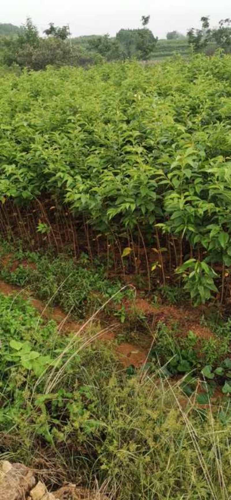 优质精品种生单樱小苗