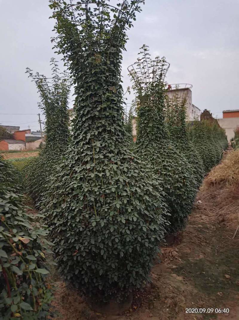 河南南阳一手货源景区庭院工程成型心花期长成活率高