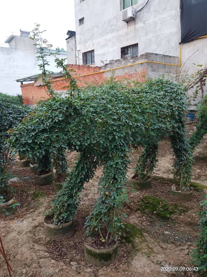 河南南阳一手货源景区庭院工程成型心花期长成活率高