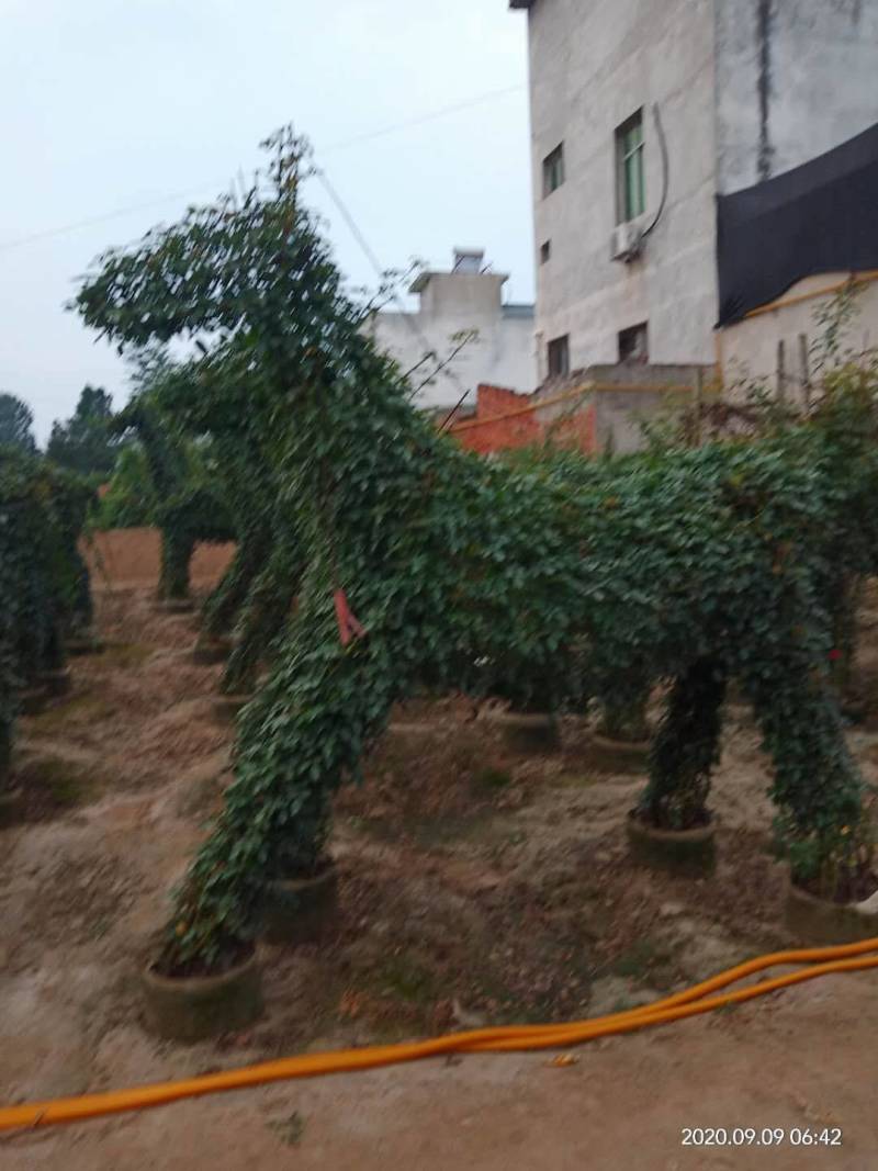 河南南阳一手货源景区庭院工程成型心花期长成活率高
