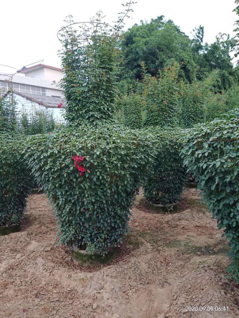 河南南阳花瓶月季培育新型造型成活率高基地直销