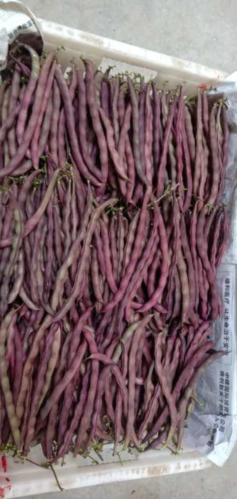 四季豆，浙豆，诚信代办非诚勿扰