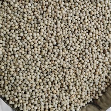 越南足干水洗白胡椒产地供应任何规格各种干度，流通各大市场