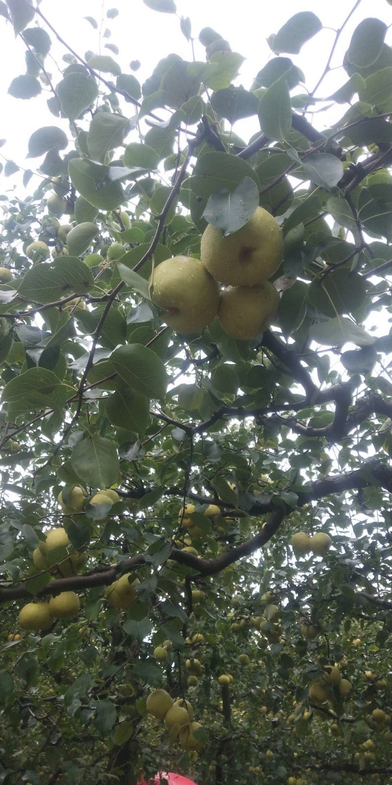 宁陵金顶谢花酥梨，皮薄多汁甜度高无渣，一件包邮，坏果包赔