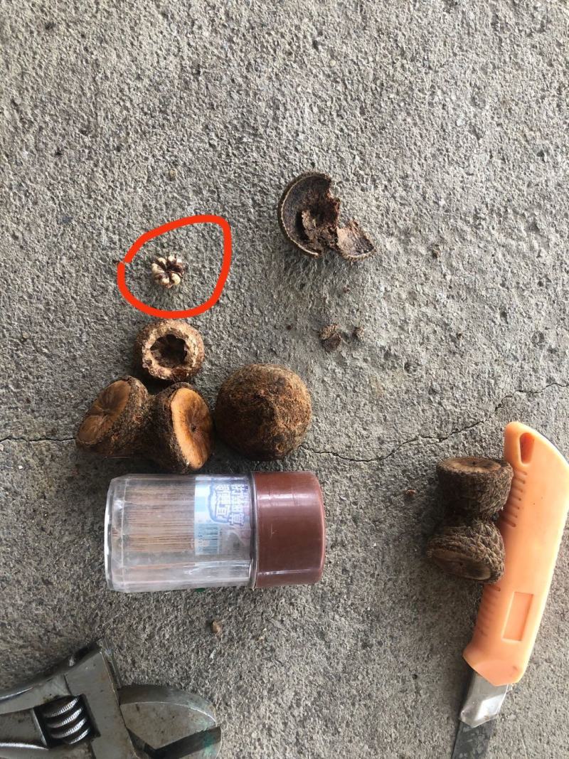 风流果越南进口正规手续