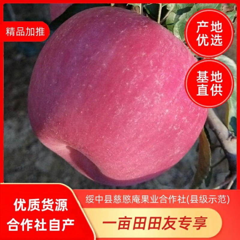 绥中县寒富苹果基地，质优价廉，商超直采基地，诚信实力代办