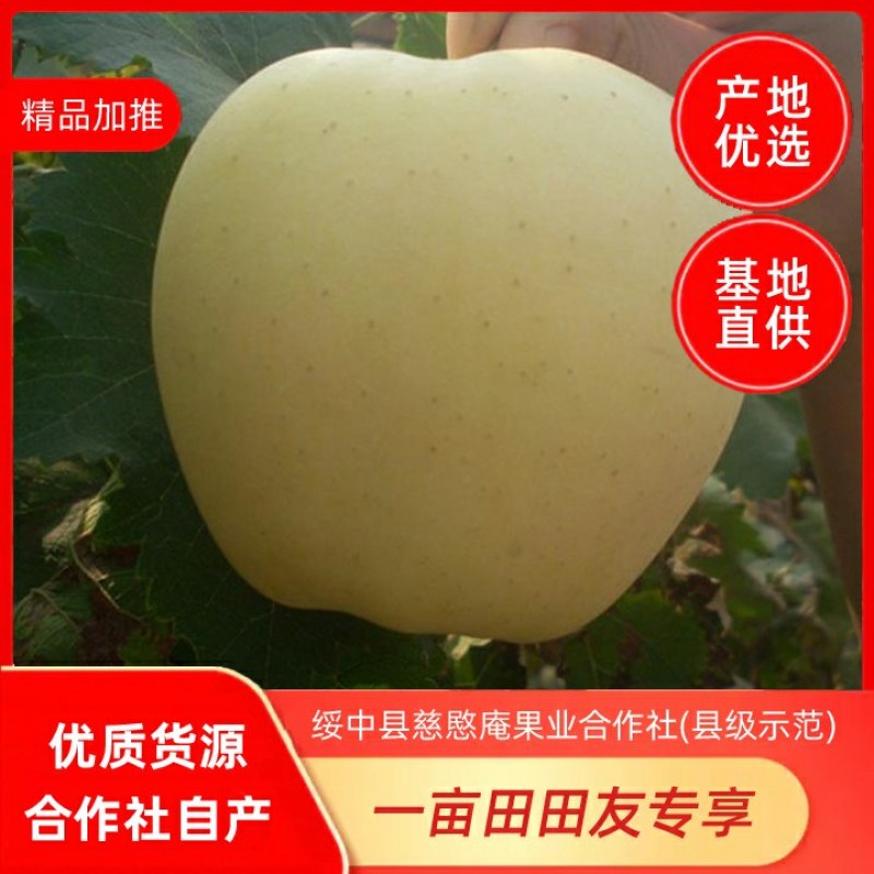 绥中县黄元帅苹果基地，75起步纸袋，优质的货源，诚信代收