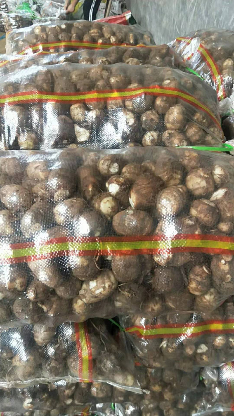 芋头，8520，豆包芋头，产地供应(物流发货