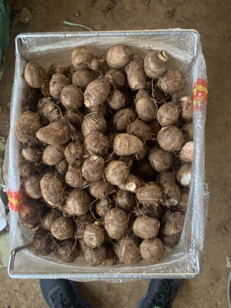 芋头，8520，豆包芋头，产地供应(物流发货