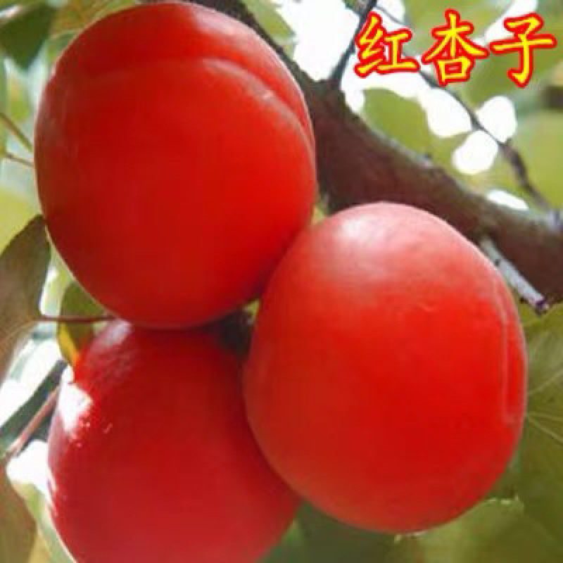沙金红杏嫁接苗自家苗圃规格齐全当年结果包成活