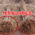 沙金红杏嫁接苗自家苗圃规格齐全当年结果包成活