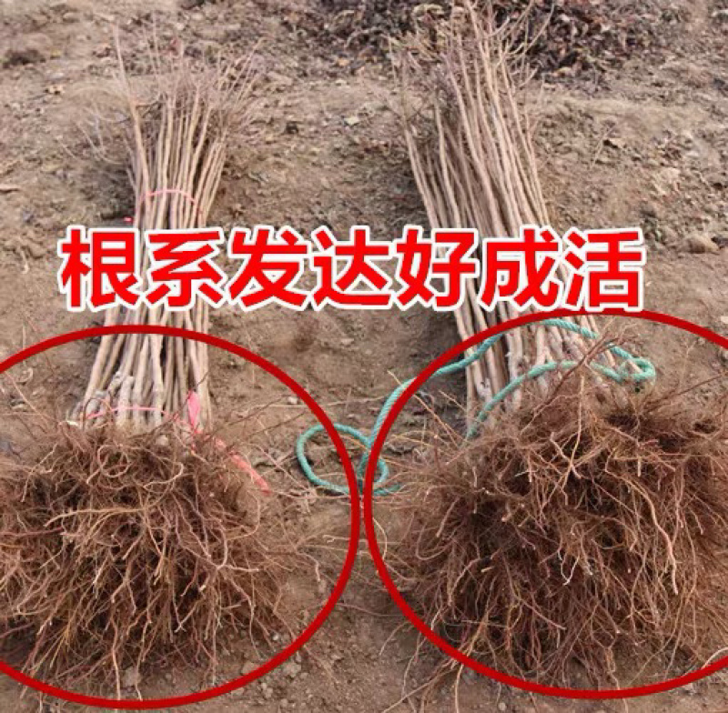 沙金红杏嫁接苗自家苗圃规格齐全当年结果包成活
