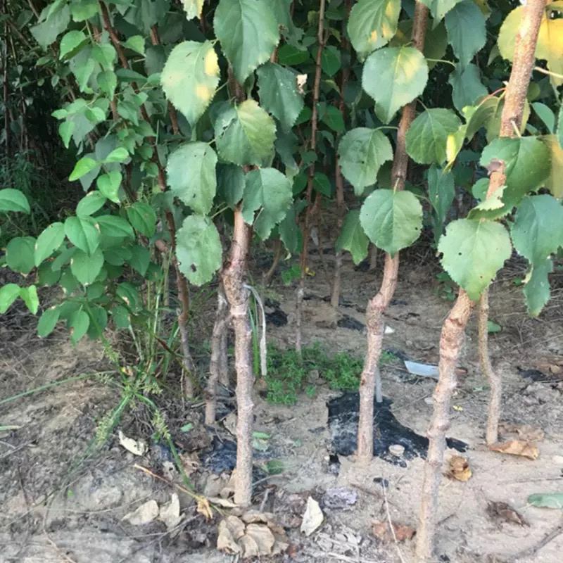 沙金红杏嫁接苗自家苗圃规格齐全当年结果包成活