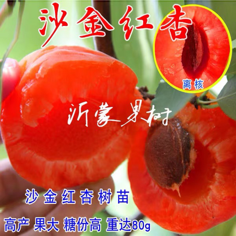 沙金红杏嫁接苗自家苗圃规格齐全当年结果包成活