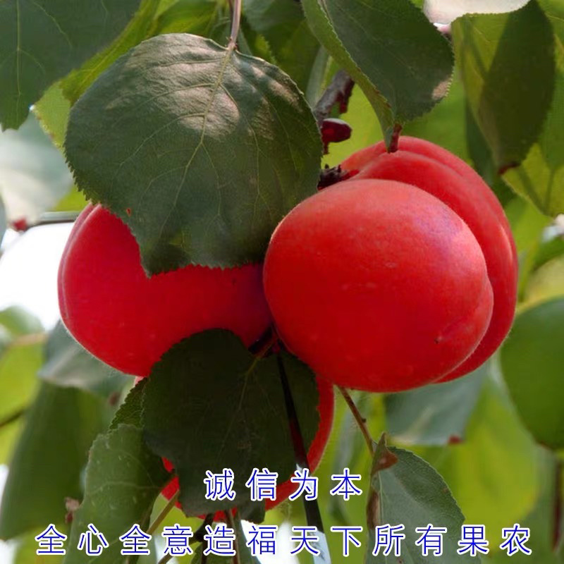 沙金红杏嫁接苗自家苗圃规格齐全当年结果包成活