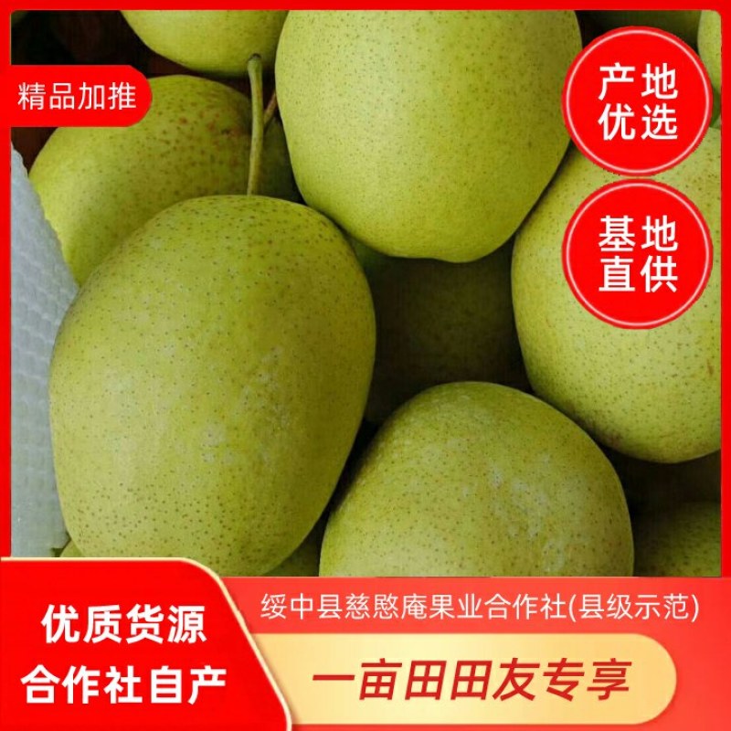 绥中雪花梨基地，8月末上市合作社自产，优质货源，产地直供