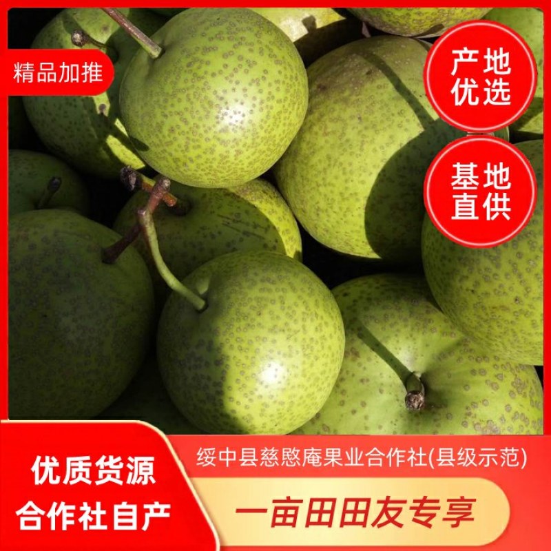 绥中锦丰梨基地，8月末上市，合作社自产，优质货源产地直供