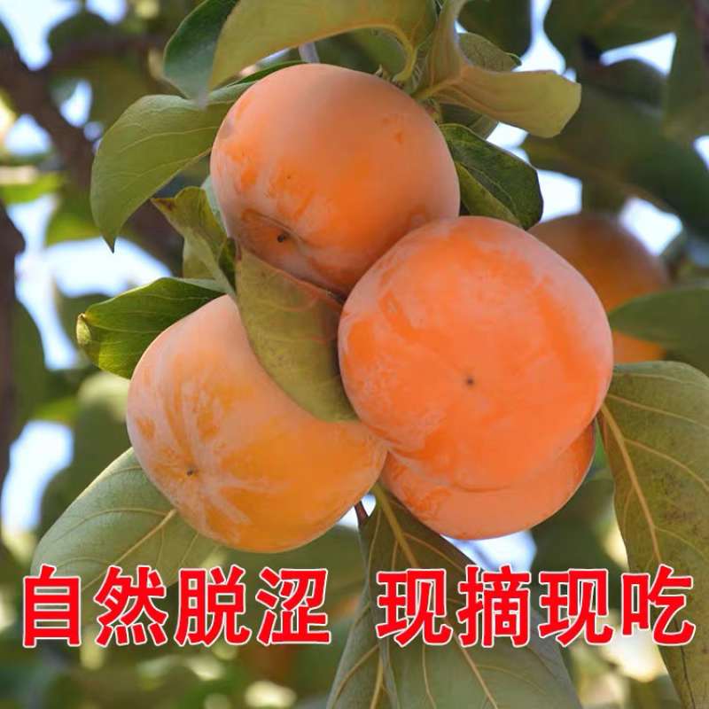 日本甜柿嫁接苗自然脱涩拒绝假苗现挖现卖