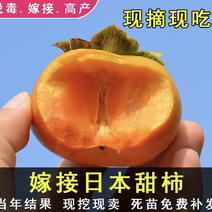 日本甜柿嫁接苗自然脱涩拒绝假苗现挖现卖