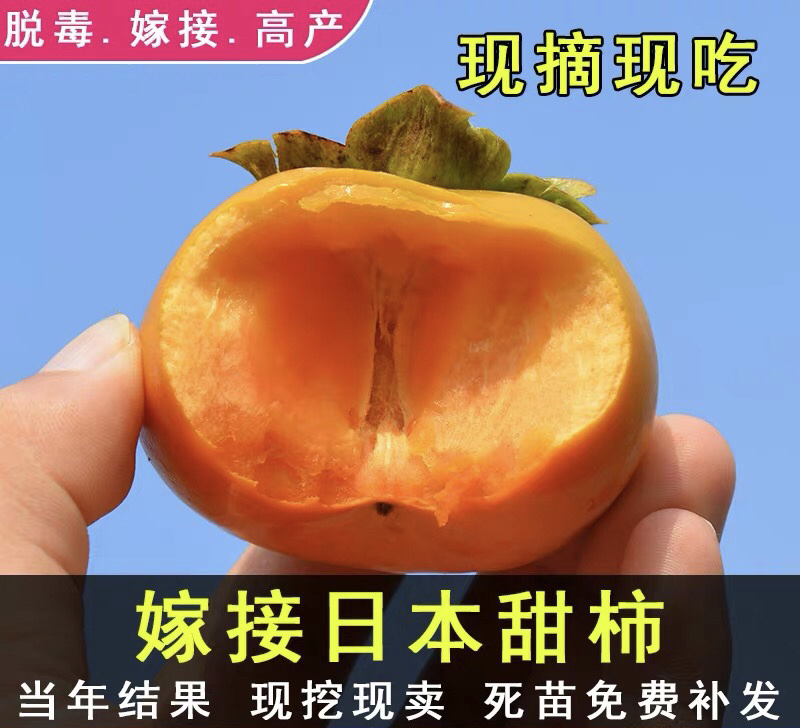 日本甜柿嫁接苗自然脱涩拒绝假苗现挖现卖