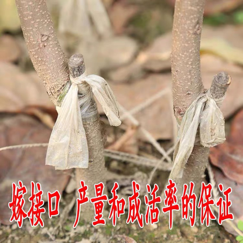 日本甜柿嫁接苗自然脱涩拒绝假苗现挖现卖