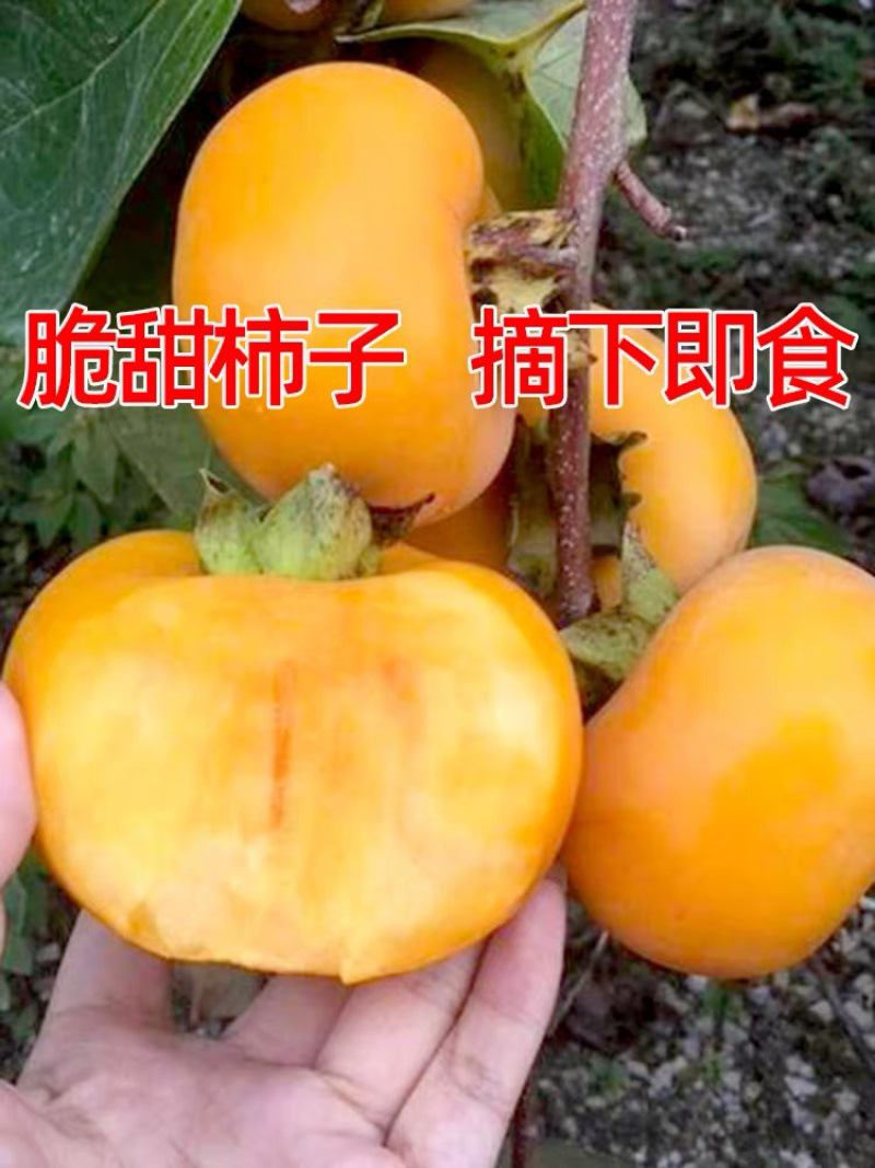 日本甜柿嫁接苗自然脱涩拒绝假苗现挖现卖