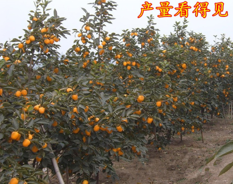日本甜柿嫁接苗自然脱涩拒绝假苗现挖现卖
