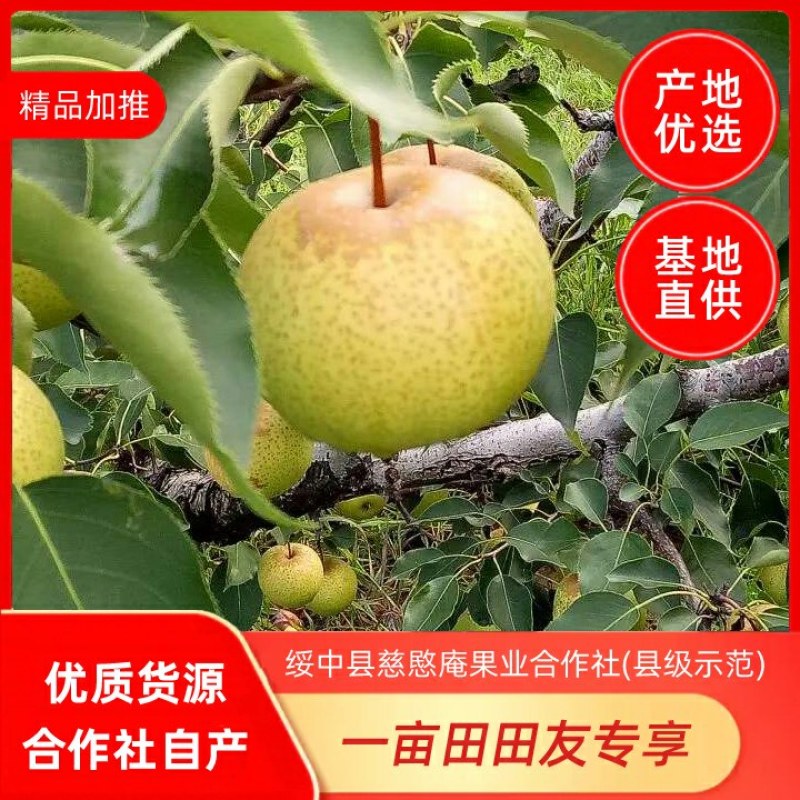 绥中县花盖梨基地，秋分后上市，光果，合作社自产优质货源